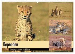 Geparden - Begegnungen in Afrika (Wandkalender 2024 DIN A2 quer), CALVENDO Monatskalender