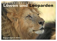 Löwen und Leoparden - Begegnungen in Afrika (Tischkalender 2024 DIN A5 quer), CALVENDO Monatskalender - Herzog, Michael