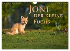 Joni, der kleine Fuchs (Wandkalender 2024 DIN A4 quer), CALVENDO Monatskalender