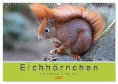 Eichhörnchen - Kleine Kobolde im Roten Pelz (Wandkalender 2024 DIN A3 quer), CALVENDO Monatskalender