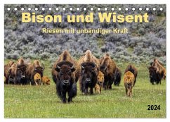 Bison und Wisent - Riesen mit unbändiger Kraft (Tischkalender 2024 DIN A5 quer), CALVENDO Monatskalender