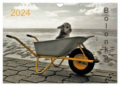 Bolonka 2024 (Wandkalender 2024 DIN A4 quer), CALVENDO Monatskalender