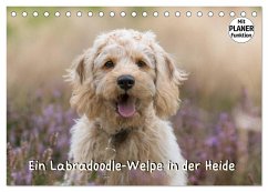 Ein Labradoodle-Welpe in der Heide (Tischkalender 2024 DIN A5 quer), CALVENDO Monatskalender