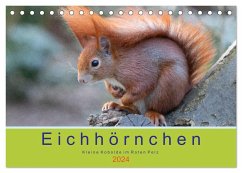 Eichhörnchen - Kleine Kobolde im Roten Pelz (Tischkalender 2024 DIN A5 quer), CALVENDO Monatskalender - Brackhan, Margret