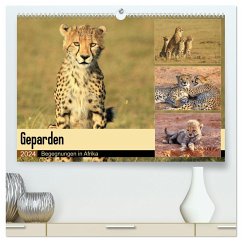 Geparden - Begegnungen in Afrika (hochwertiger Premium Wandkalender 2024 DIN A2 quer), Kunstdruck in Hochglanz - Herzog, Michael