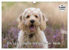 Ein Labradoodle-Welpe in der Heide (Wandkalender 2024 DIN A3 quer), CALVENDO Monatskalender