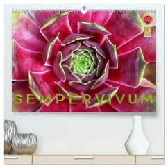 Sempervivum - Hauswurz (hochwertiger Premium Wandkalender 2024 DIN A2 quer), Kunstdruck in Hochglanz - Cross, Martina