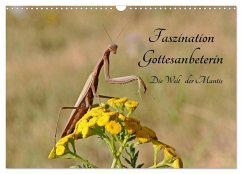 Faszination Gottesanbeterin - Die Welt der Mantis (Wandkalender 2024 DIN A3 quer), CALVENDO Monatskalender