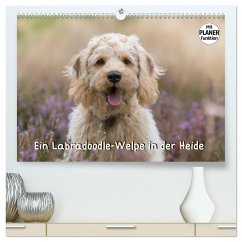 Ein Labradoodle-Welpe in der Heide (hochwertiger Premium Wandkalender 2024 DIN A2 quer), Kunstdruck in Hochglanz