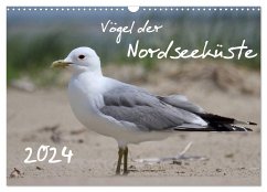 Vögel der Nordseeküste (Wandkalender 2024 DIN A3 quer), CALVENDO Monatskalender - Allnoch, Jan