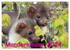 Marderkinder (Wandkalender 2024 DIN A4 quer), CALVENDO Monatskalender