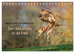 Belgischer Schäferhund - Der Malinois in Action (Tischkalender 2024 DIN A5 quer), CALVENDO Monatskalender