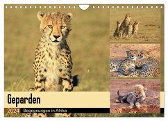 Geparden - Begegnungen in Afrika (Wandkalender 2024 DIN A4 quer), CALVENDO Monatskalender
