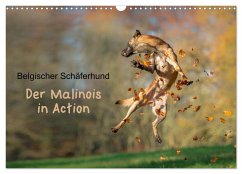 Belgischer Schäferhund - Der Malinois in Action (Wandkalender 2024 DIN A3 quer), CALVENDO Monatskalender - Brandt, Tanja