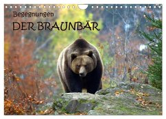 Begegnungen DER BRAUNBÄR (Wandkalender 2024 DIN A4 quer), CALVENDO Monatskalender