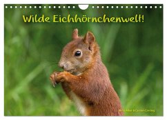 Wilde Eichhörnchenwelt! (Wandkalender 2024 DIN A4 quer), CALVENDO Monatskalender - Alber und Carsten Cording, Birte