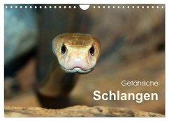 Gefährliche Schlangen (Wandkalender 2024 DIN A4 quer), CALVENDO Monatskalender - Herzog, Michael