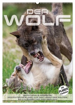 Emotionale Momente: Der Wolf. (Wandkalender 2024 DIN A2 hoch), CALVENDO Monatskalender - Gerlach, Ingo