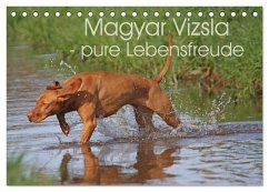Magyar Vizsla - pure Lebensfreude (Tischkalender 2024 DIN A5 quer), CALVENDO Monatskalender