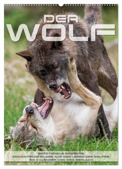 Emotionale Momente: Der Wolf. (Wandkalender 2024 DIN A2 hoch), CALVENDO Monatskalender - Gerlach, Ingo