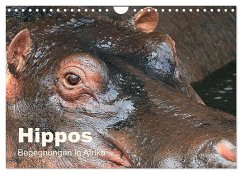 Hippos - Begegnungen in Afrika (Wandkalender 2024 DIN A4 quer), CALVENDO Monatskalender