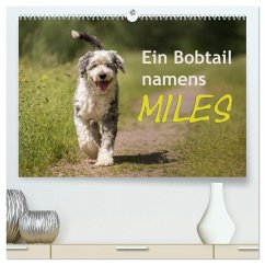 Ein Bobtail namens Miles (hochwertiger Premium Wandkalender 2024 DIN A2 quer), Kunstdruck in Hochglanz