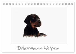 Dobermann Welpen (Tischkalender 2024 DIN A5 quer), CALVENDO Monatskalender