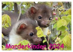 Marderkinder (Wandkalender 2024 DIN A3 quer), CALVENDO Monatskalender
