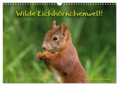 Wilde Eichhörnchenwelt! (Wandkalender 2024 DIN A3 quer), CALVENDO Monatskalender - Alber und Carsten Cording, Birte