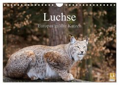 Luchse - Europas größte Katzen (Wandkalender 2024 DIN A4 quer), CALVENDO Monatskalender