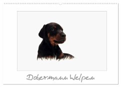 Dobermann Welpen (Wandkalender 2024 DIN A2 quer), CALVENDO Monatskalender