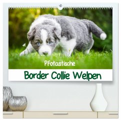 Pfotastische Border Collie Welpen (hochwertiger Premium Wandkalender 2024 DIN A2 quer), Kunstdruck in Hochglanz