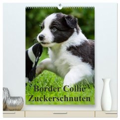 Border Collie Zuckerschnuten (hochwertiger Premium Wandkalender 2024 DIN A2 hoch), Kunstdruck in Hochglanz - Mayer, Andrea