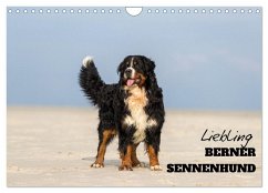Liebling BERNER SENNENHUND (Wandkalender 2024 DIN A4 quer), CALVENDO Monatskalender