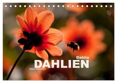Dahlia - Dahlien (Tischkalender 2024 DIN A5 quer), CALVENDO Monatskalender - Schickert, Peter