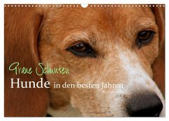 Graue Schnuten - Hunde in den besten Jahren (Wandkalender 2024 DIN A3 quer), CALVENDO Monatskalender