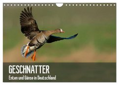 Geschnatter - Enten und Gänse in Deutschland (Wandkalender 2024 DIN A4 quer), CALVENDO Monatskalender