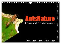 AntsNature - Faszination Ameisen (Wandkalender 2024 DIN A4 quer), CALVENDO Monatskalender