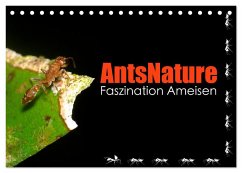 AntsNature - Faszination Ameisen (Tischkalender 2024 DIN A5 quer), CALVENDO Monatskalender