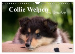Collie Welpen zum Verlieben (Wandkalender 2024 DIN A4 quer), CALVENDO Monatskalender - Quentin, Thomas
