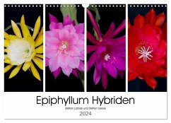 Epiphyllum-Hybriden (Wandkalender 2024 DIN A3 quer), CALVENDO Monatskalender