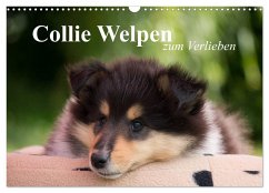 Collie Welpen zum Verlieben (Wandkalender 2024 DIN A3 quer), CALVENDO Monatskalender
