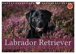 Labrador Retriever - Jagdhund mit Charme (Wandkalender 2024 DIN A4 quer), CALVENDO Monatskalender - Cross, Martina