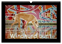 Windhund bunt (Wandkalender 2024 DIN A3 quer), CALVENDO Monatskalender - Köntopp, Kathrin