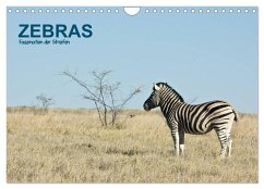 Zebras - Faszination der Streifen (Wandkalender 2024 DIN A4 quer), CALVENDO Monatskalender