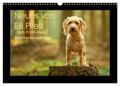 Neues von Elli Pirelli, dem fröhlichen Pinscherdackelmädel (Wandkalender 2024 DIN A3 quer), CALVENDO Monatskalender