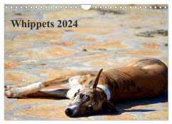 Whippet 2024 (Wandkalender 2024 DIN A4 quer), CALVENDO Monatskalender - Redl, Ula