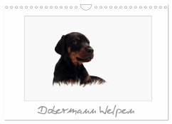 Dobermann Welpen (Wandkalender 2024 DIN A4 quer), CALVENDO Monatskalender
