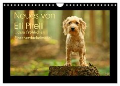 Neues von Elli Pirelli, dem fröhlichen Pinscherdackelmädel (Wandkalender 2024 DIN A4 quer), CALVENDO Monatskalender