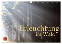 Erleuchtung im Wald (Wandkalender 2024 DIN A3 quer), CALVENDO Monatskalender